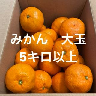 みかん　大玉　５キロ(フルーツ)