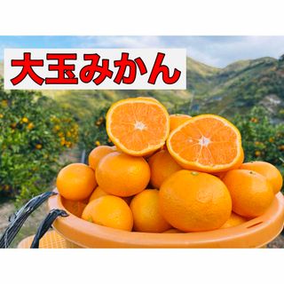 [大特価]有田みかん10kg!!訳あり品.農家直送.大玉みかん、(フルーツ)