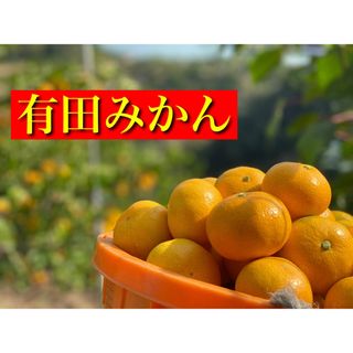 [大特価]有田みかん5kg!!訳あり品.農家直送/(フルーツ)