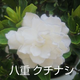 🌸④クチナシ 八重 苗 ポット発送(その他)