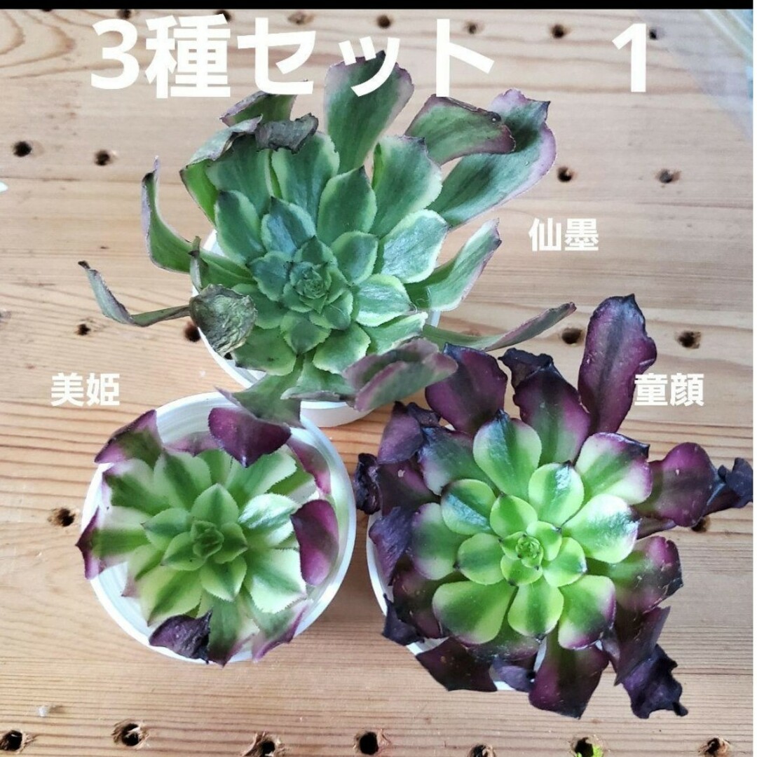 3種セット♡アエオニウム 多肉植物 カット苗 美姫 童顔 仙墨の 3種セット♡アエオニウム 多肉植物 カット苗 美姫 童顔 仙墨の