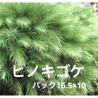 ヒノキゴケ　苔　16.5×10(その他)