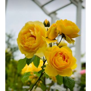 イングリッシュローズ発根苗　バラ　根付き苗➕おまけ　イエロー薔薇　強香(その他)