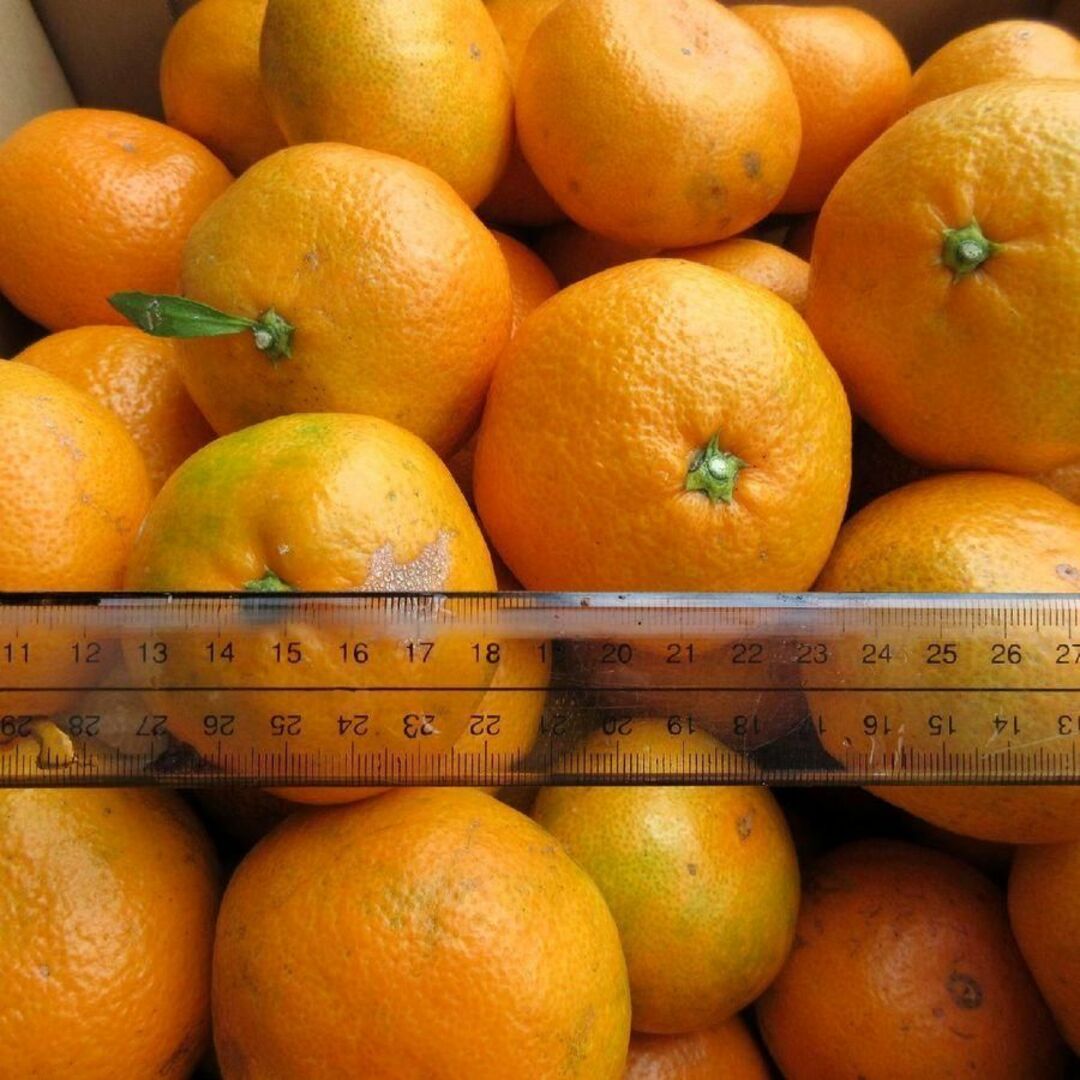 湯河原みかん 10kg🍊ご家庭用 訳あり 不選別 ゆがわらみかん 10キロ 食品/飲料/酒の食品(フルーツ)の商品写真