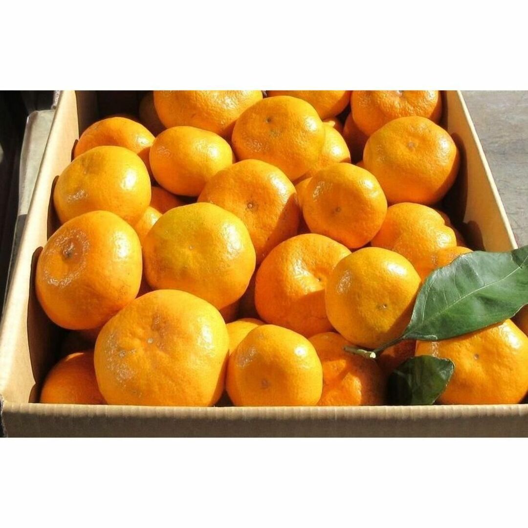 湯河原みかん 10kg🍊ご家庭用 訳あり 不選別 ゆがわらみかん 10キロ 食品/飲料/酒の食品(フルーツ)の商品写真