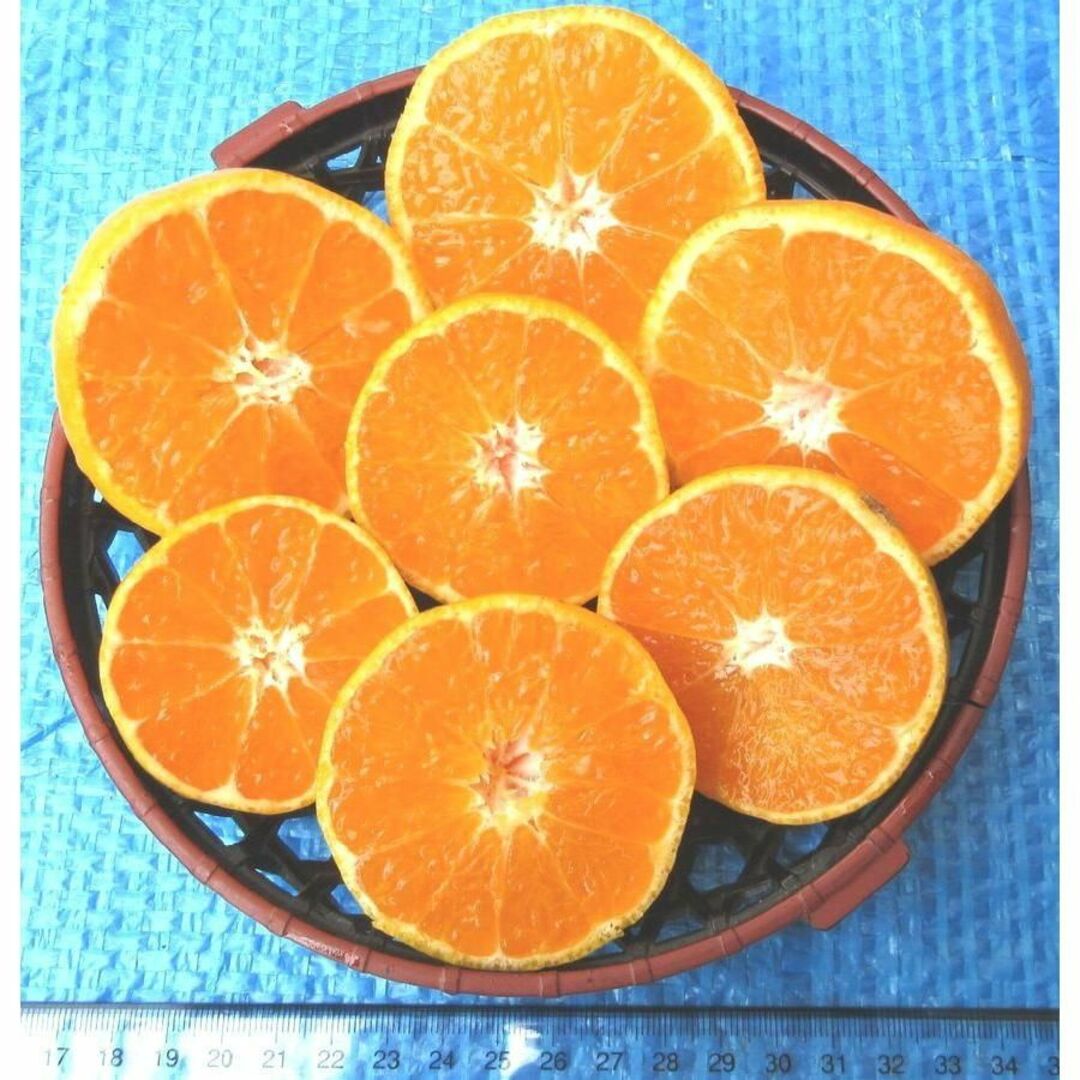 湯河原みかん 10kg🍊ご家庭用 訳あり 不選別 ゆがわらみかん 10キロ 食品/飲料/酒の食品(フルーツ)の商品写真