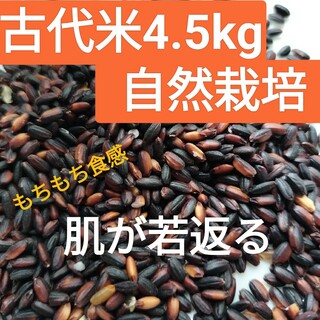 古代米4.5kg(黒米・朝紫)自然栽培(米/穀物)