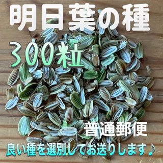 熱海産 明日葉の種 200粒以上2023年11月の新しい種(その他)