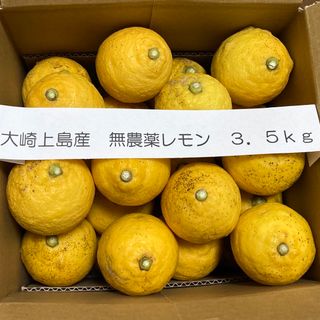 広島県大崎上島産　無農薬レモン　3.5kg(フルーツ)