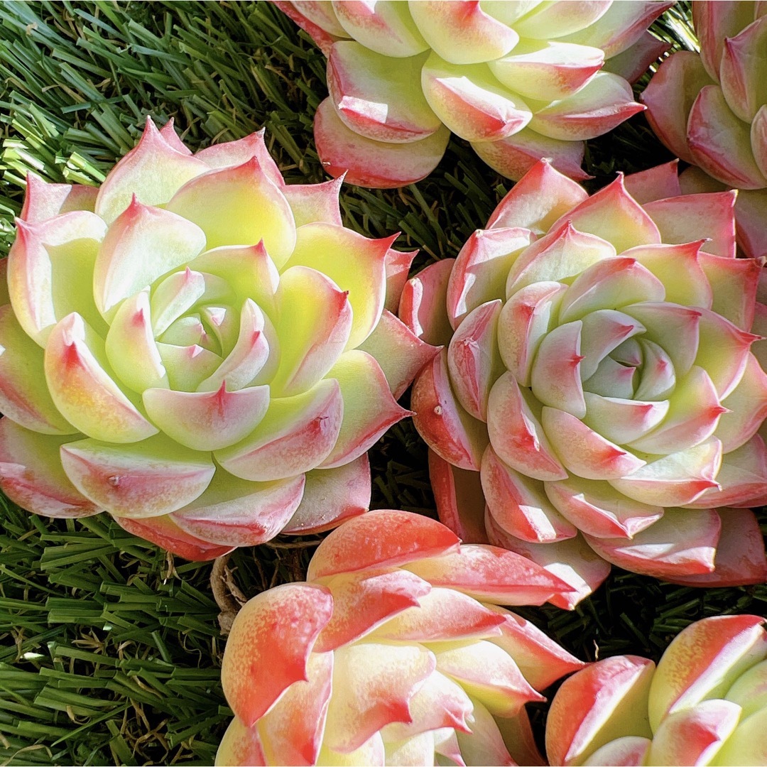 ピンククリスタル 多肉植物 韓国苗 抜き苗 ハンドメイドのフラワー/ガーデン(その他)の商品写真