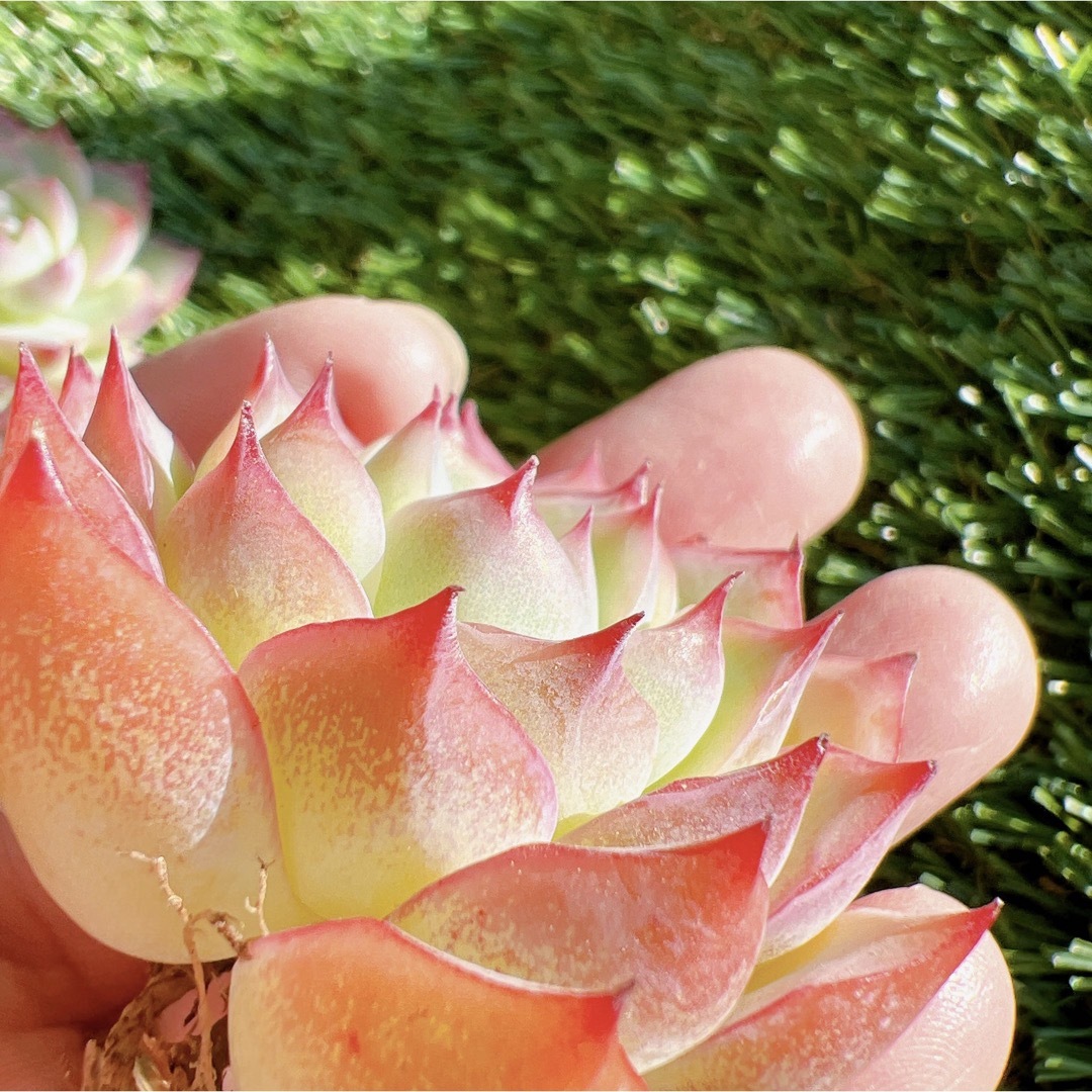 ピンククリスタル 多肉植物 韓国苗 抜き苗 ハンドメイドのフラワー/ガーデン(その他)の商品写真