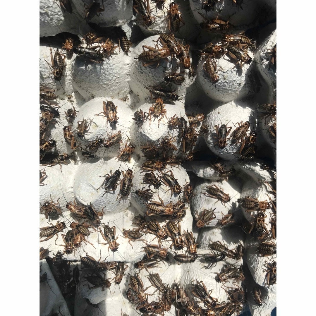 北陸中部関西中国四国地方の方  MLサイズ冷凍コオロギ360gフタホシコオロギ その他のペット用品(爬虫類/両生類用品)の商品写真