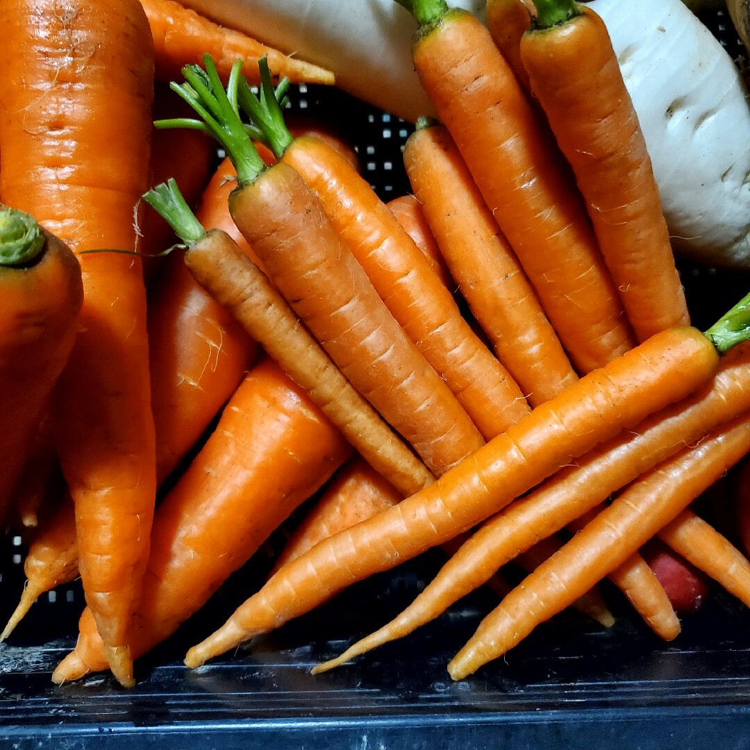 淡路島産採れたて人参🥕3kg 食品/飲料/酒の食品(野菜)の商品写真