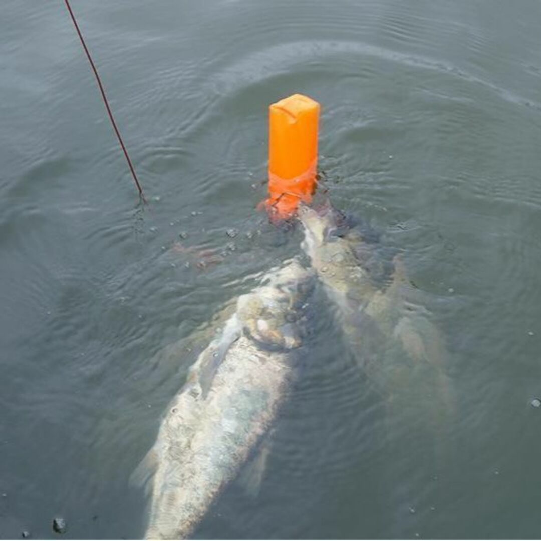 魚釣り　ストリンガー 5本フック フロート付 ワンタッチフック カラビナ　匿名 スポーツ/アウトドアのフィッシング(ロッド)の商品写真