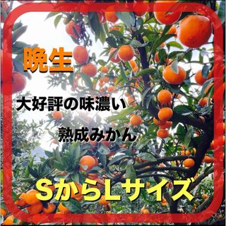 アリダミカン(有田みかん)の有田みかん　2キロ　味濃い熟成みかん　サイズSからL  晩生(フルーツ)