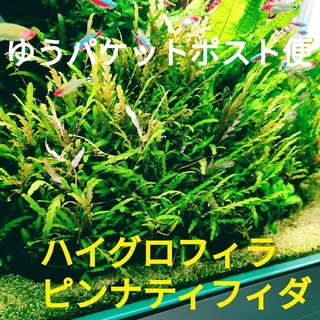 【stgaxis様専用】水中葉 ピンナティフィダ ８本ルドヴィジア１２本(アクアリウム)