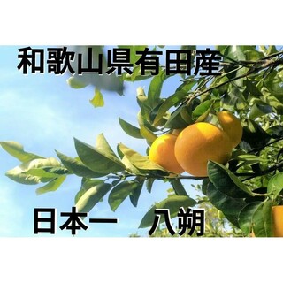 防腐剤無し 大玉 8Kg 八朔 日本一 限定品 スーパーフルーツ 高糖度 濃厚(フルーツ)