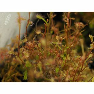 食虫植物 Drosera flexicaulis 1鉢 モウセンゴケ ドロセラ(その他)