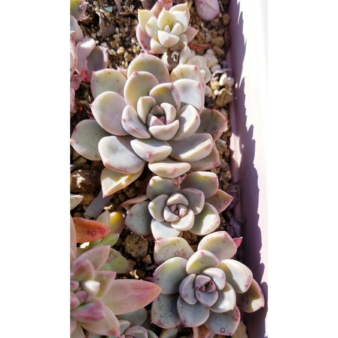 ピンクプリティー　耐寒　10個セット　多肉植物 ハンドメイドのフラワー/ガーデン(その他)の商品写真