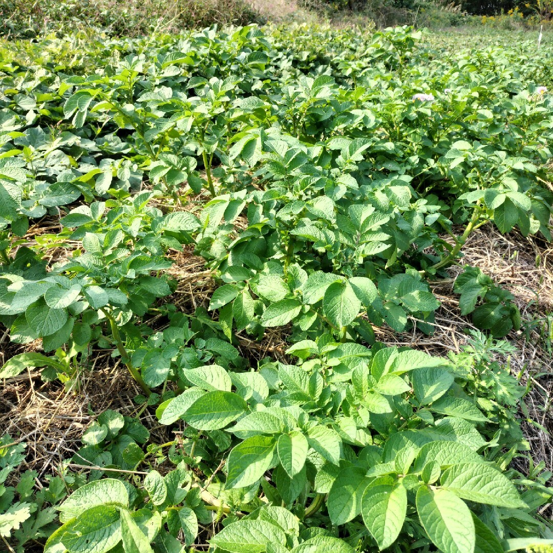 自然農　じゃがいも　さやあかね　新じゃがいも　残りわずかです 食品/飲料/酒の食品(野菜)の商品写真