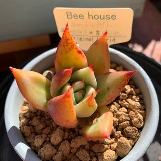 多肉植物　Bee house キャンドルライト(その他)