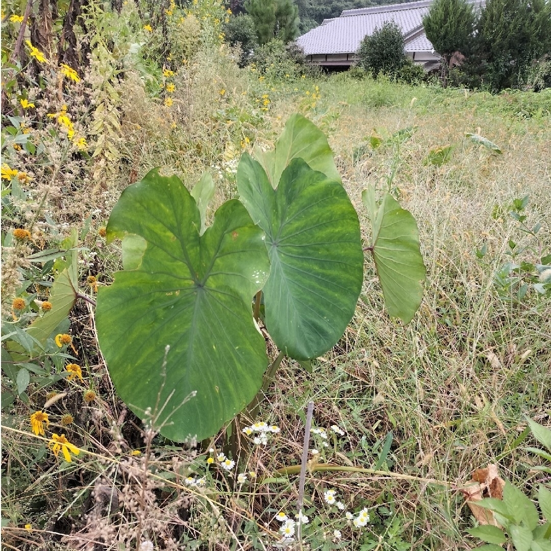 自然農　固定種　在来種　里芋　種芋　普通〜小さめ 食品/飲料/酒の食品(野菜)の商品写真