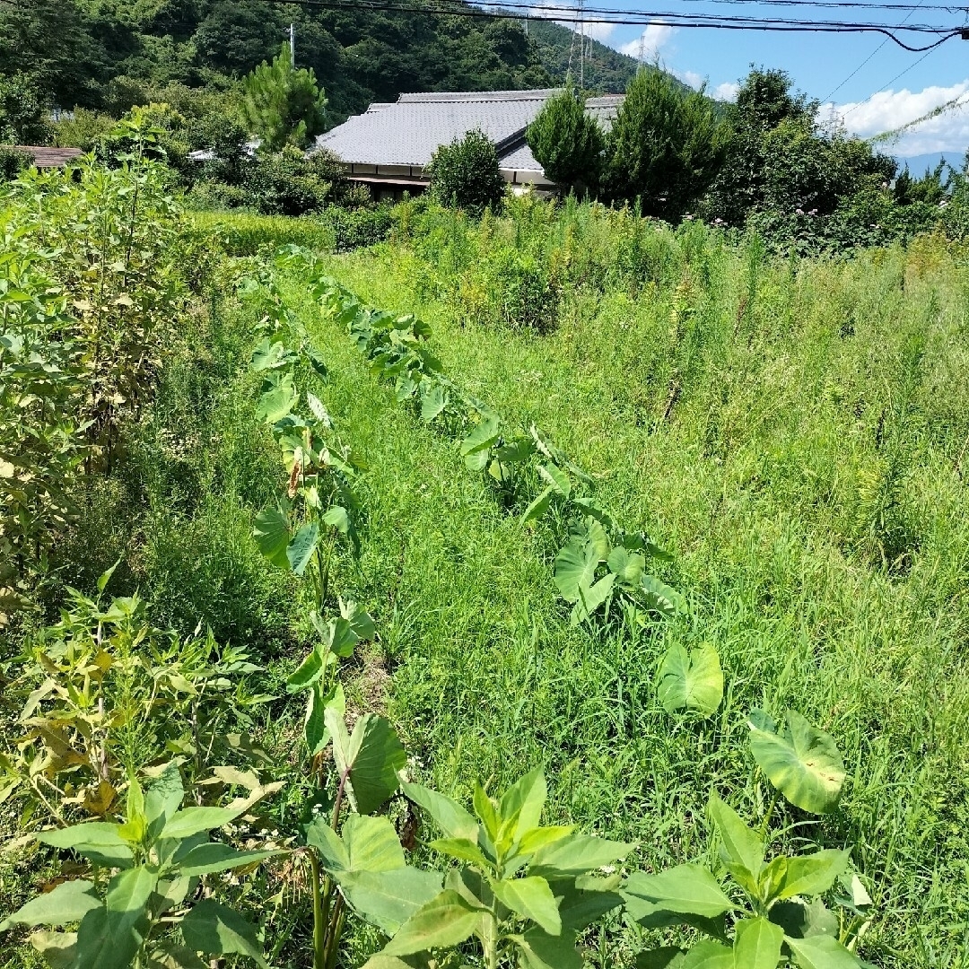 自然農　固定種　在来種　里芋　種芋　普通〜小さめ 食品/飲料/酒の食品(野菜)の商品写真