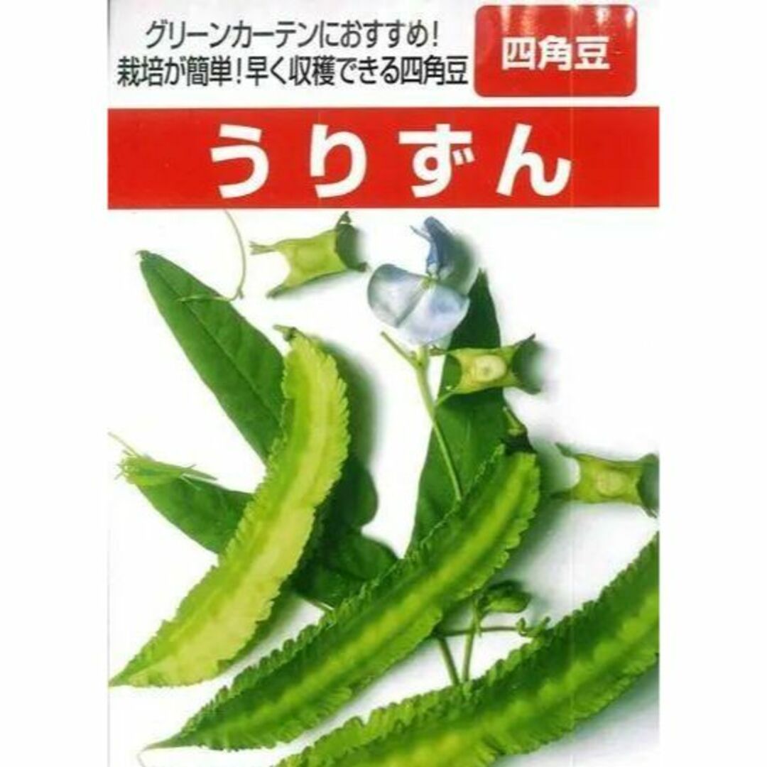 ＜野菜の種＞２０粒　うりずん　四角豆　シカクマメ ハンドメイドのフラワー/ガーデン(プランター)の商品写真