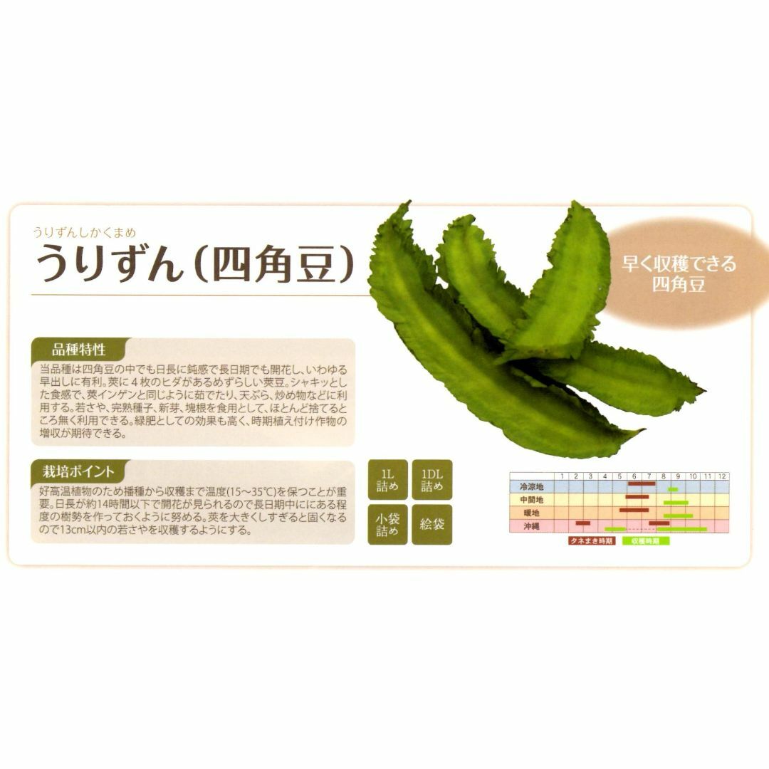 ＜野菜の種＞２０粒　うりずん　四角豆　シカクマメ ハンドメイドのフラワー/ガーデン(プランター)の商品写真