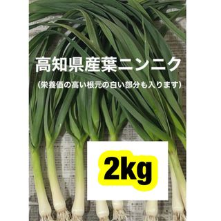 高知県産葉にんにく　葉ニンニク　産地直送2kg jmgt(野菜)