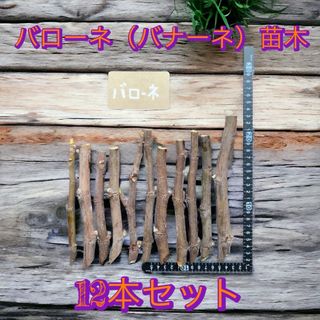 【送料無料】バローネ バナーネ 穂木 12本セット 極甘 白いちじく 苗木 (その他)