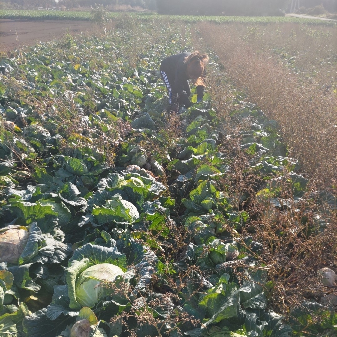 栄養満点【10種類の乾燥野菜Mix100g】簡単便利 ドライベジ 食品/飲料/酒の食品(野菜)の商品写真