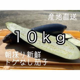 100サイズ　箱いっぱい　産地直送　農家直送　朝採り　新鮮野菜　茄子　ナス　なす(野菜)