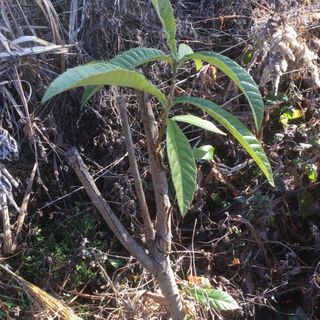 ビワ苗脇芽　接木棒苗の育成　ビワ接ぎ木(枝)  切り戻し剪定(フルーツ)