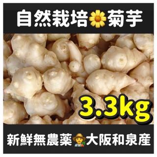 【震災支援セール】無農薬・自然栽培『菊芋』3.3kg〜大阪いずみ産(野菜)