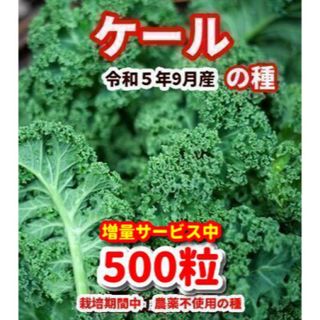 ケール【500粒】◾️栽培期間中農薬不使用の種(その他)