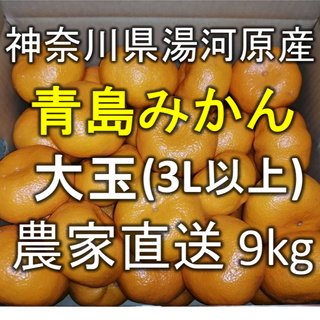 【青島みかん】大玉 約9kg 神奈川県湯河原町産 農家直送(フルーツ)