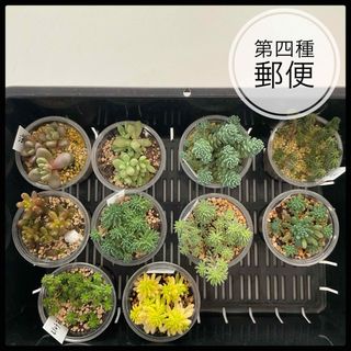 ばらおばさん様専用　多肉植物　セダム　選べる　3点セット　抜き苗　根付き(その他)