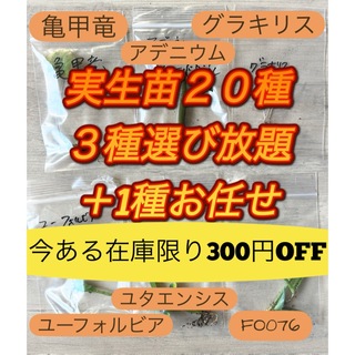 【実生セット】トライアル300円OFF  実生　よりどり3種 +お任せ1種 (プランター)
