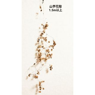 天然無着色無脱色★山芋の花殻⑥　60サイズで発送(ドライフラワー)