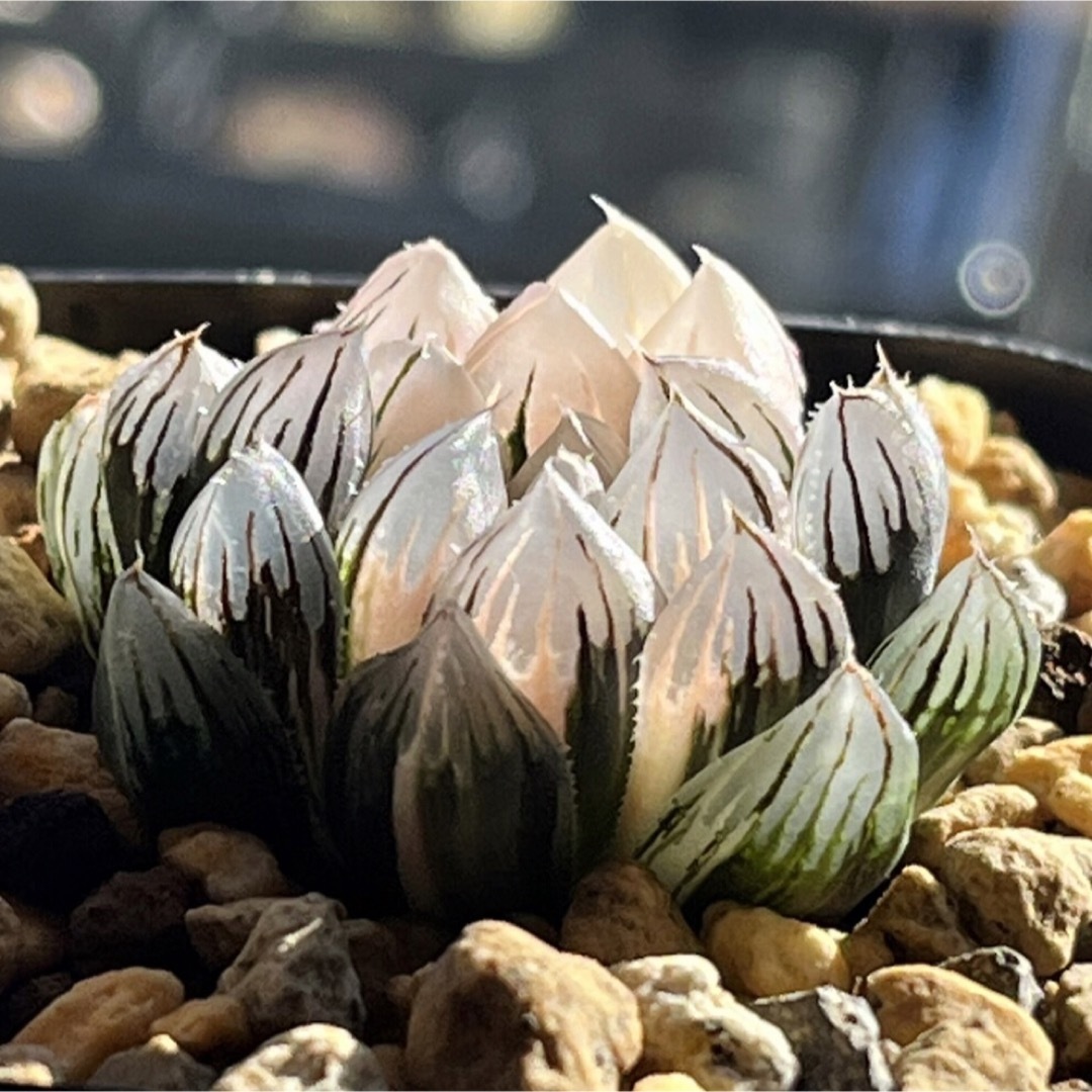 ちーちゃん様専用 黒玉露錦 極上班+宅配 ハンドメイドのフラワー/ガーデン(その他)の商品写真