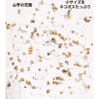 天然無着色無脱色★山芋の花殻⑧小さめサイズたっぷり　ネコポス発送(ドライフラワー)