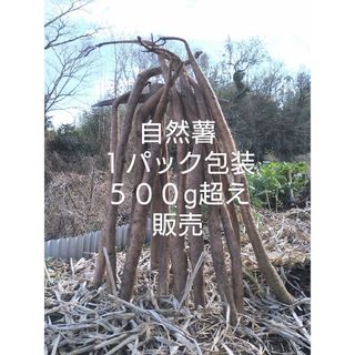 自然薯　四国山地　標高８００m山中が由来　５００g超え(野菜)