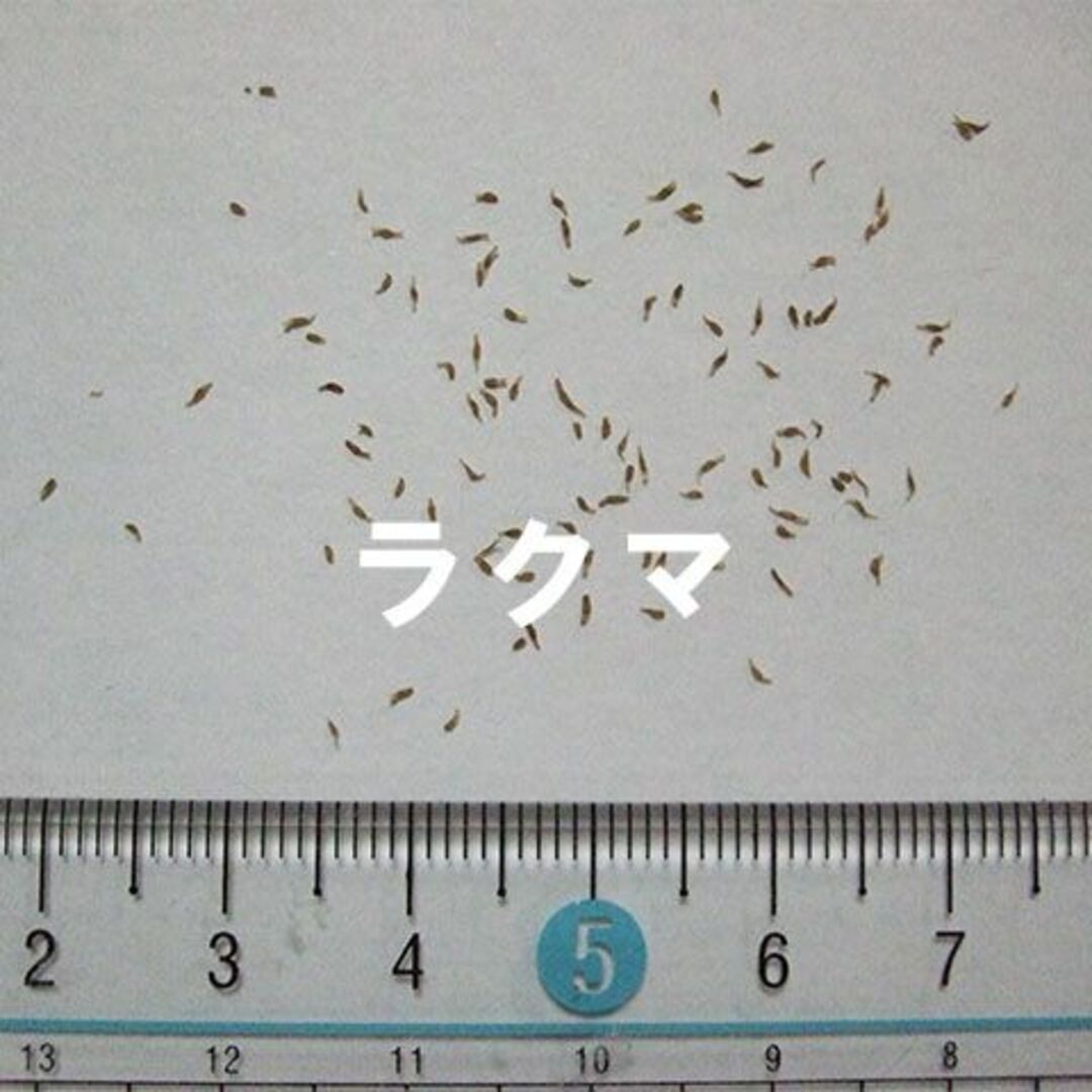 エゾリンドウ 種子 60粒 北海道士幌町産 山野草 その他のその他(その他)の商品写真