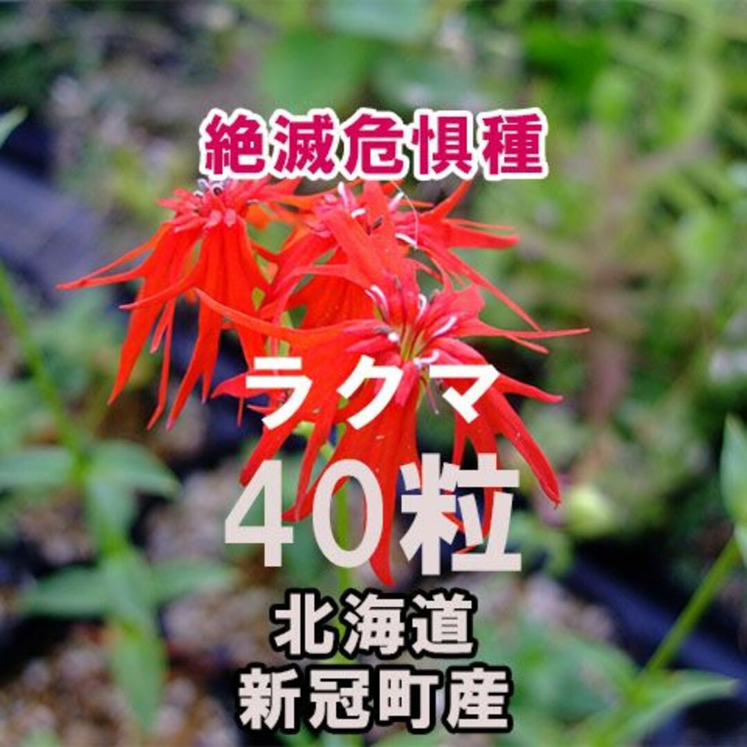 【絶滅危惧種】 エンビセンノウ 種子 40粒 北海道新冠町産 山野草 希少 その他のその他(その他)の商品写真