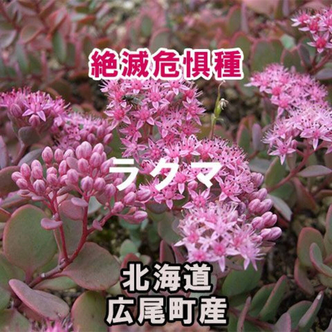 【絶滅危惧種】 ヒダカミセバヤ 種子 30粒 北海道広尾町産 山野草 多肉植物 ハンドメイドのフラワー/ガーデン(その他)の商品写真