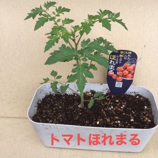 ほれまる　ネット検索→ ミニトマト育成製品(野菜)