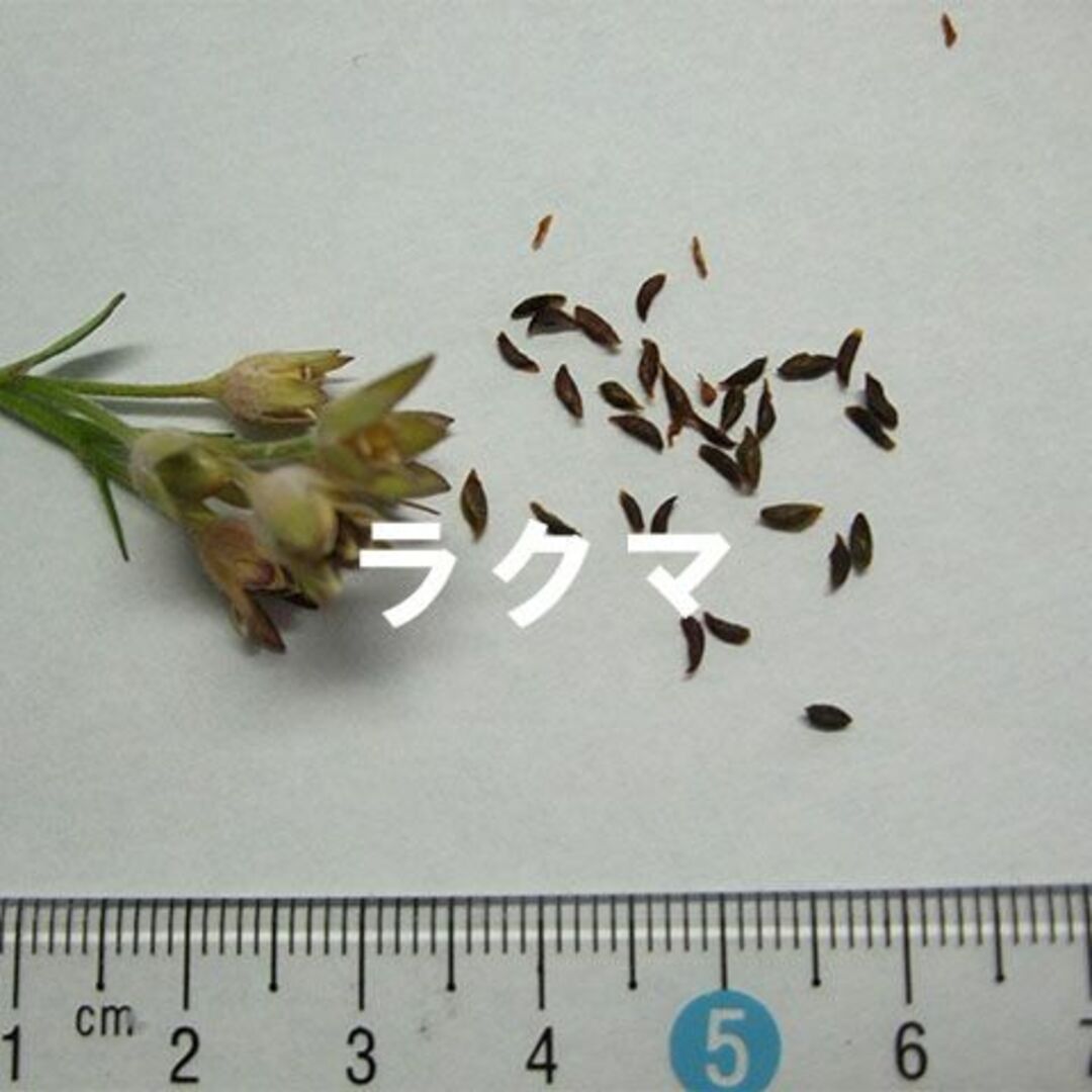 【絶滅危惧種】 エゾハナシノブ 種子 15粒 北海道札幌市定山渓産 山野草 その他のその他(その他)の商品写真