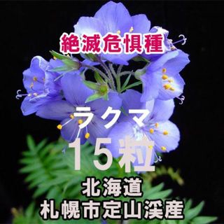 【絶滅危惧種】 エゾハナシノブ 種子 15粒 北海道札幌市定山渓産 山野草(その他)