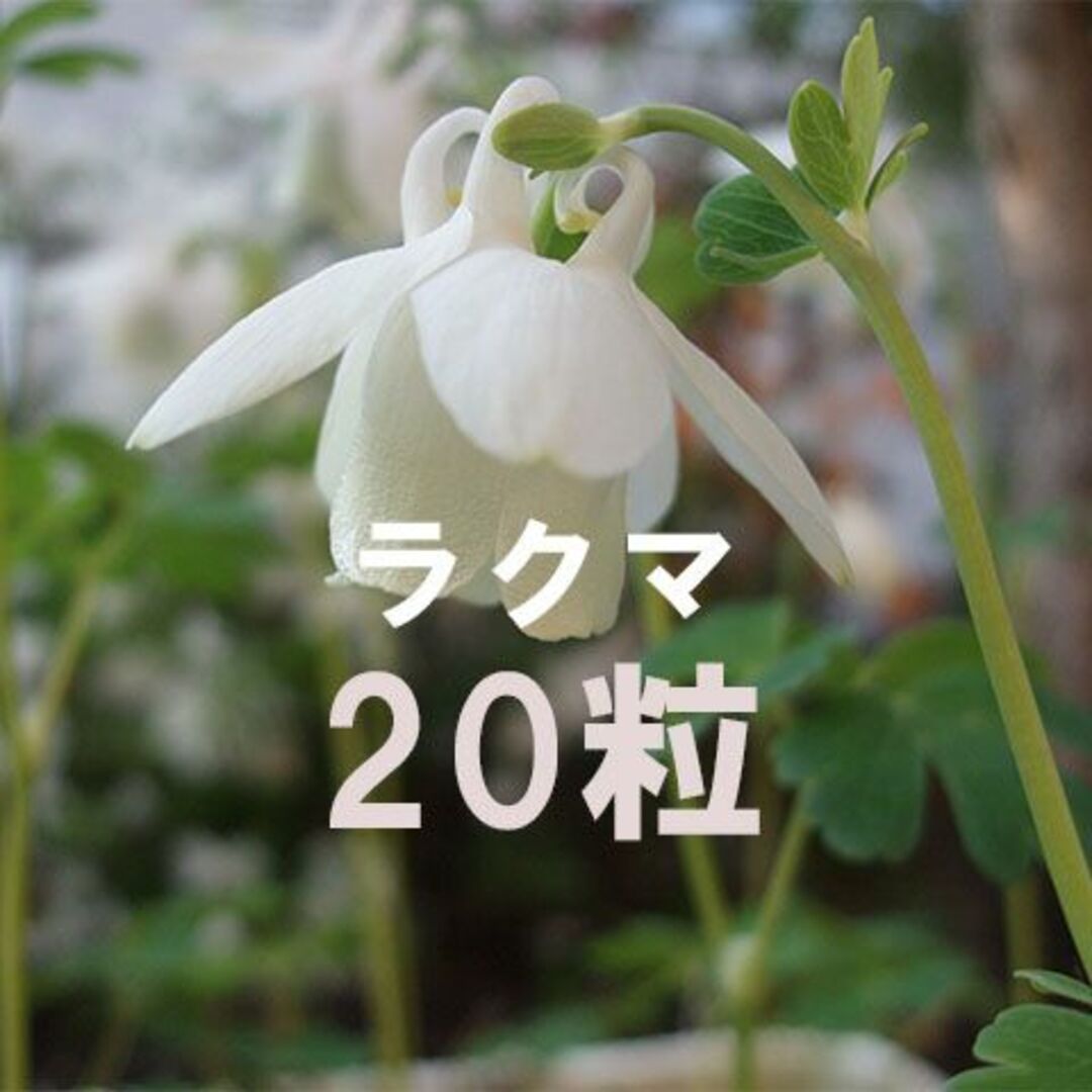 白花 アポイオダマキ 種子 20粒 北海道 アポイ岳 山野草 高山植物 その他のその他(その他)の商品写真